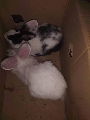 our rabbits