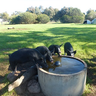 Pigs as the watering trough