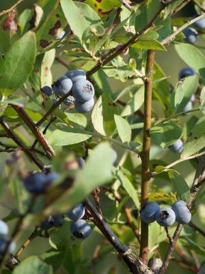 Blueberries at Koinonia Farm